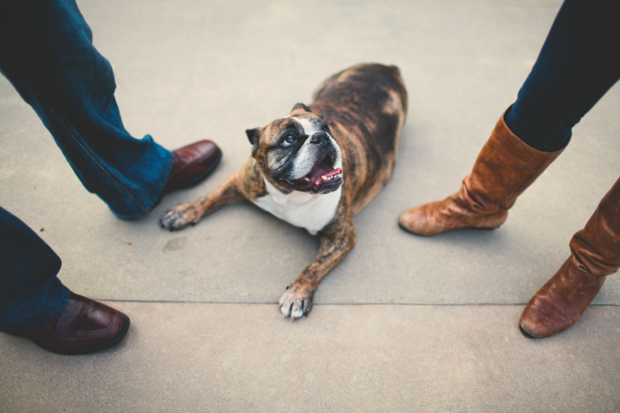 A Bulldog Family Park Frolic – Photo by Let's Frolic Together