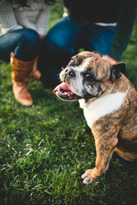 A Bulldog Family Park Frolic – Photo by Let's Frolic Together