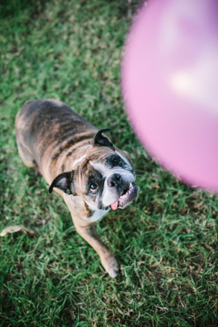 A Bulldog Family Park Frolic – Photo by Let's Frolic Together