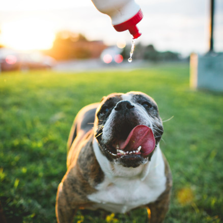 A Bulldog Family Park Frolic – Photo by Let's Frolic Together