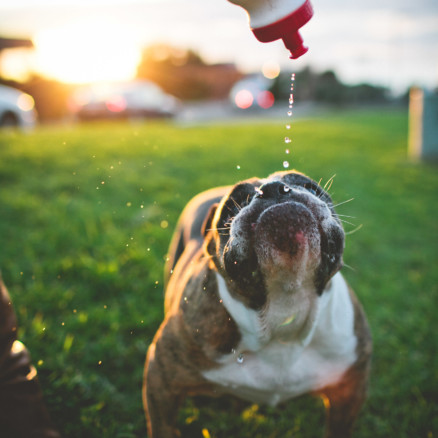 A Bulldog Family Park Frolic – Photo by Let's Frolic Together