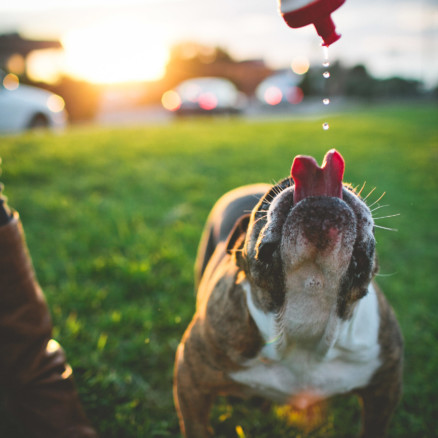 A Bulldog Family Park Frolic – Photo by Let's Frolic Together