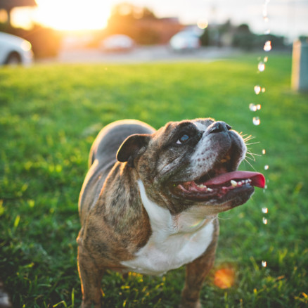 A Bulldog Family Park Frolic – Photo by Let's Frolic Together