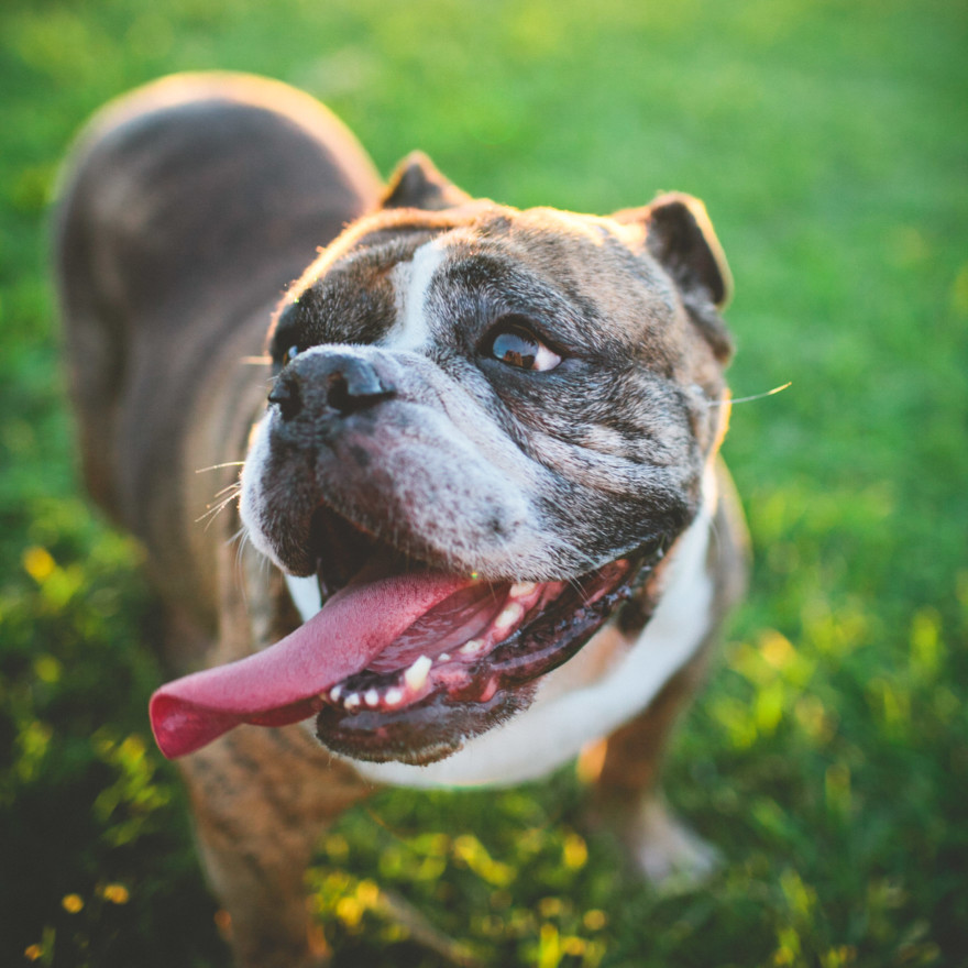 A Bulldog Family Park Frolic – Photo by Let's Frolic Together
