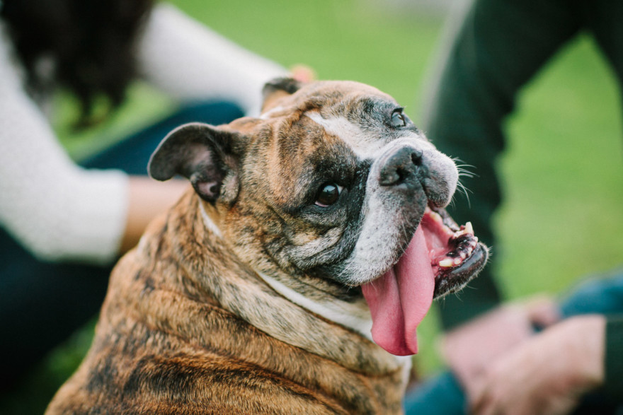 A Bulldog Family Park Frolic – Photo by Let's Frolic Together