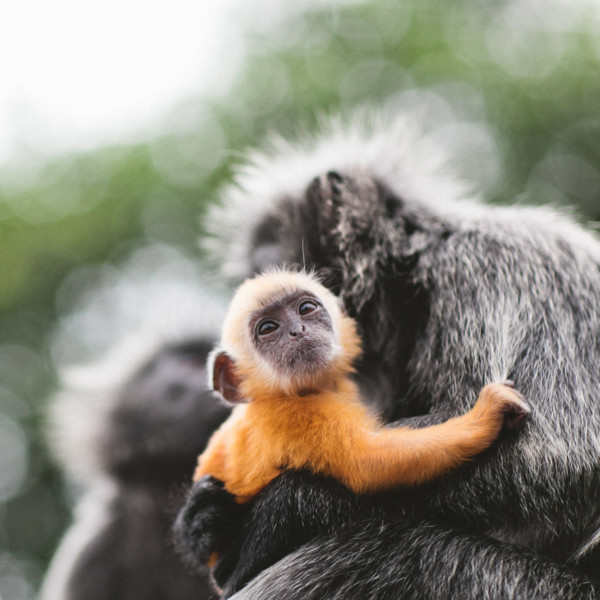 Monkeying Around in Malaysia