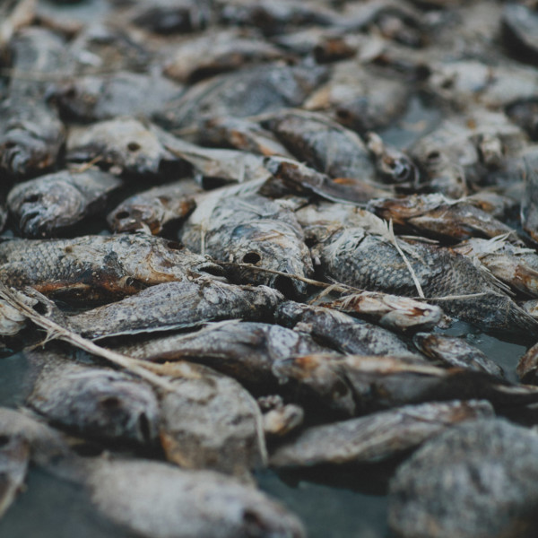 Fishbones & Film at the Salton Sea