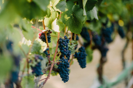 Way laid back Wedding in Sonoma – Photo by Let's Frolic Together