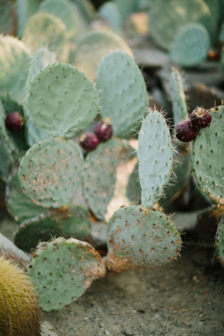 Creative Hunks in the Desert Garden – Photo by Let's Frolic Together