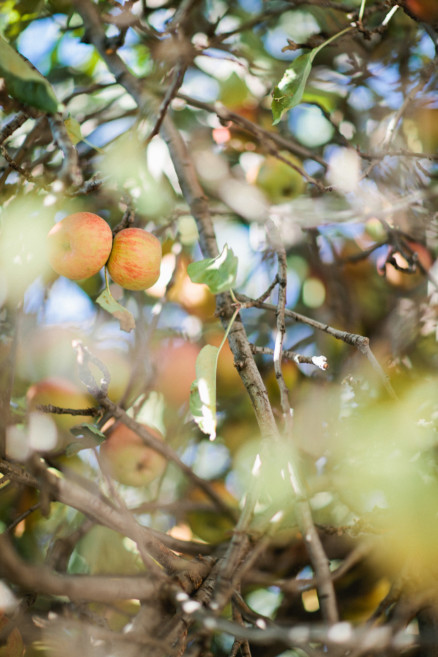 An Autumnal Day at the Orchard – Photo by Let's Frolic Together