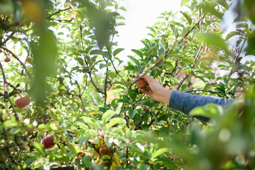 An Autumnal Day at the Orchard – Photo by Let's Frolic Together