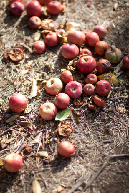 An Autumnal Day at the Orchard – Photo by Let's Frolic Together