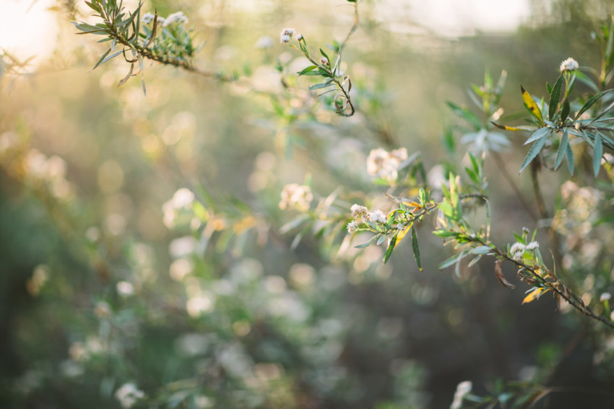 An Evening In The Country With Parents-To-Be – Photo by Let's Frolic Together