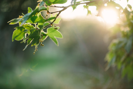 An Evening In The Country With Parents-To-Be – Photo by Let's Frolic Together