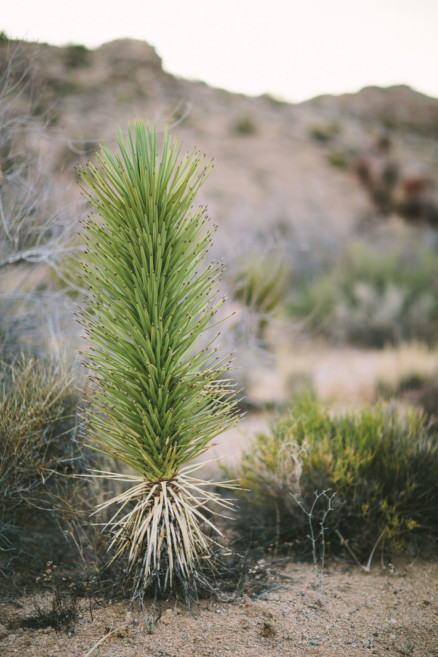 Retro Desert Lovers’ Road Trip – Photo by Let's Frolic Together