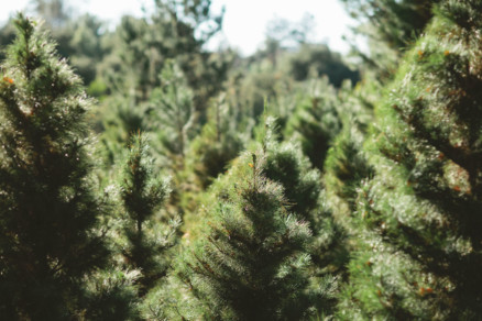 Christmas Trees, Cider, and Coziness – Photo by Let's Frolic Together