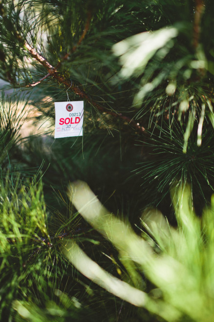 Christmas Trees, Cider, and Coziness – Photo by Let's Frolic Together