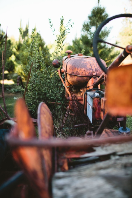 Christmas Trees, Cider, and Coziness – Photo by Let's Frolic Together