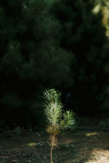 Christmas Trees, Cider, and Coziness – Photo by Let's Frolic Together