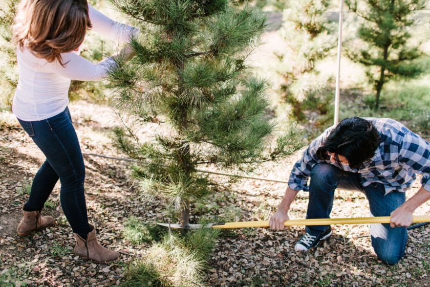 Christmas Trees, Cider, and Coziness – Photo by Let's Frolic Together