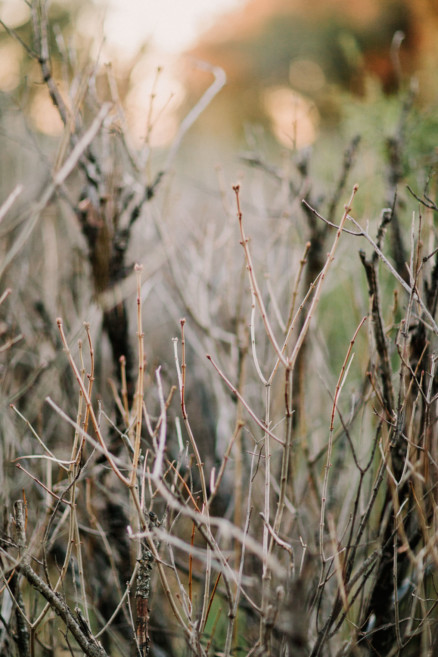 Christmas Trees, Cider, and Coziness – Photo by Let's Frolic Together