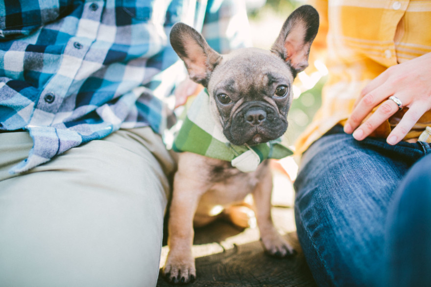 Forest Cuddles With a Frenchie – Photo by Let's Frolic Together