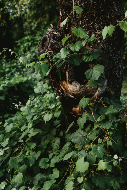 Rustic Snuggles in the Hills – Photo by Let's Frolic Together