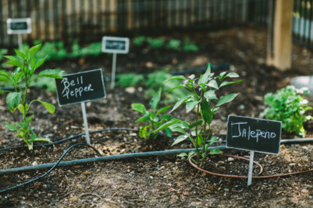 Playful Backyard Phoenix Wedding – Photo by Let's Frolic Together