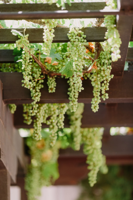 Glowing Gainey Vineyard Wedding – Photo by Let's Frolic Together