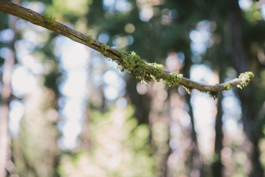 Frolic in the Forest – Photo by Let's Frolic Together