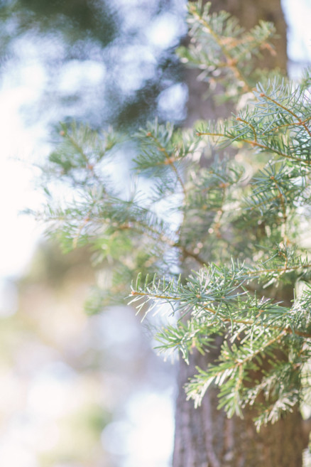 Frolic in the Forest – Photo by Let's Frolic Together