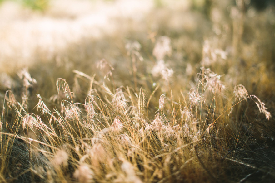Frolic in the Forest – Photo by Let's Frolic Together