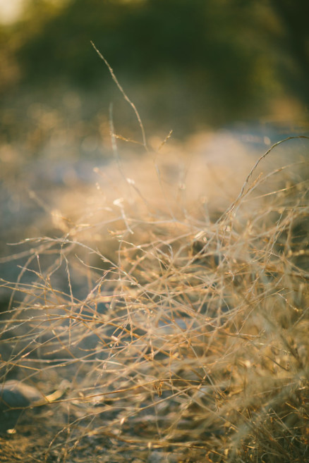 Frolic in the Forest – Photo by Let's Frolic Together