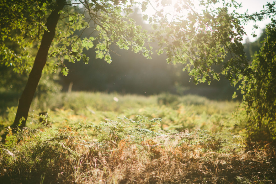 Frolic in the Forest – Photo by Let's Frolic Together