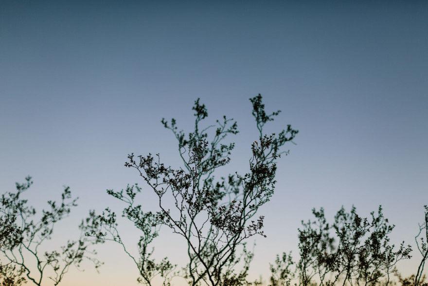 A Wild Desert Dinosaur Adventure – Photo by Let's Frolic Together