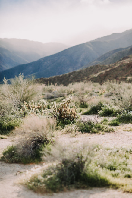 Love Wins in the Dreamy Desert – Photo by Let's Frolic Together