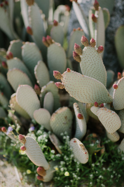 Love Wins in the Dreamy Desert – Photo by Let's Frolic Together