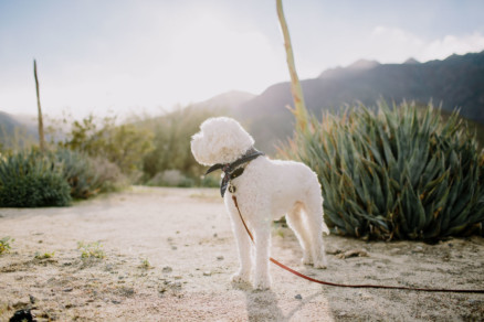 Love Wins in the Dreamy Desert – Photo by Let's Frolic Together