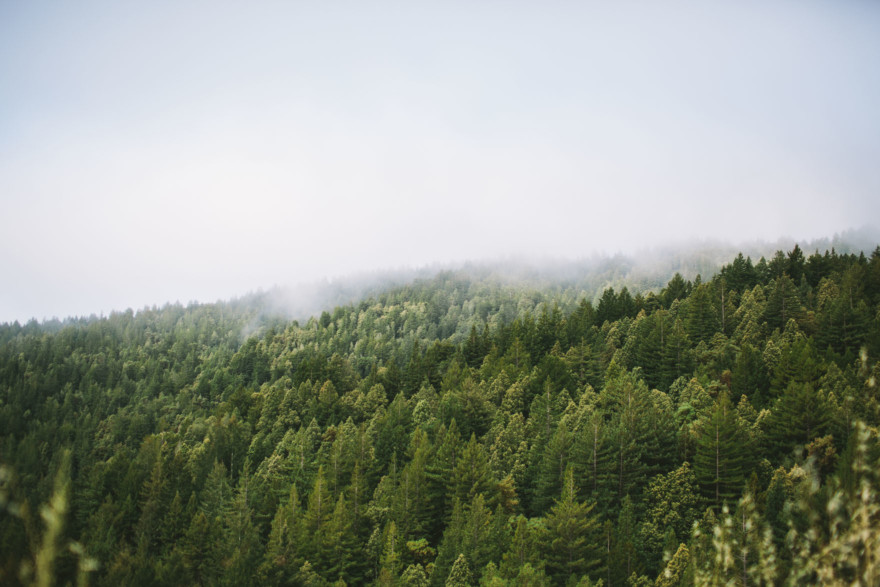 A Redwoods Fairytale Wedding – Photo by Let's Frolic Together