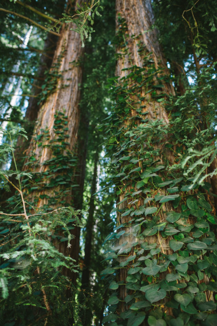 A Redwoods Fairytale Wedding – Photo by Let's Frolic Together