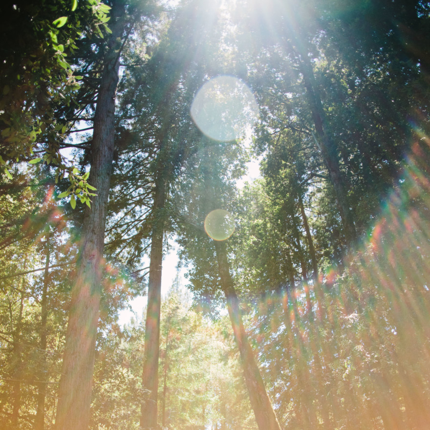 A Redwoods Fairytale Wedding – Photo by Let's Frolic Together