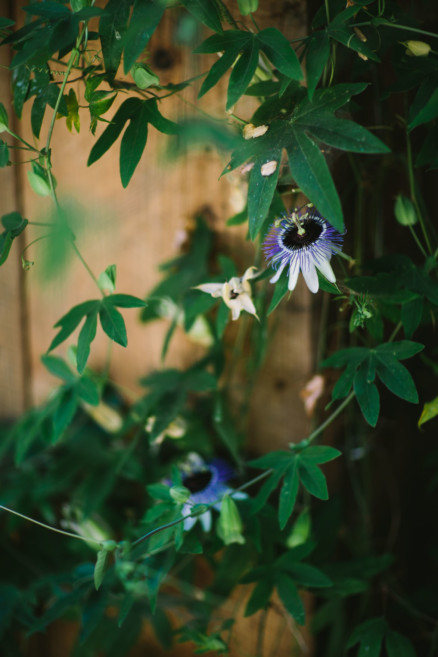 A Redwoods Fairytale Wedding – Photo by Let's Frolic Together