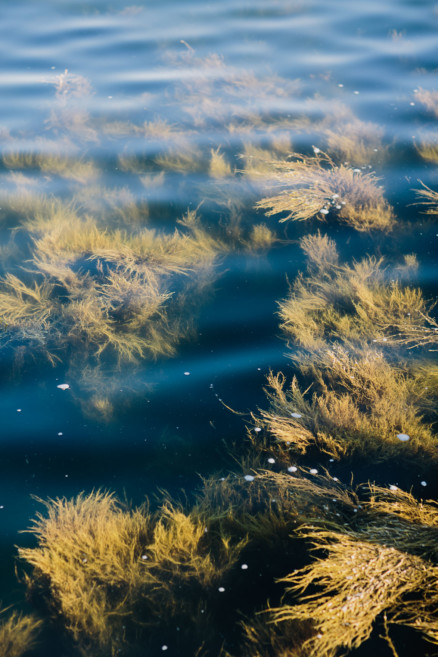 A Dreamy Seaside Union in Maine – Photo by Let's Frolic Together