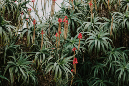 A Jaunt Around Balboa Park – Photo by Let's Frolic Together