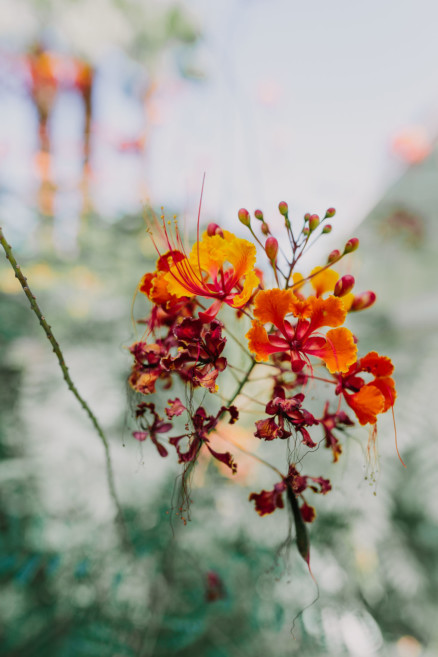 Backyard Palm Springs Wedding – Photo by Let's Frolic Together