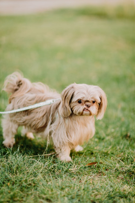 Drinks, Dogs, and Much Delight! – Photo by Let's Frolic Together