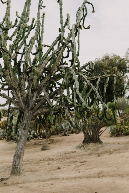 Cactus Snuggles and Silliness – Photo by Let's Frolic Together