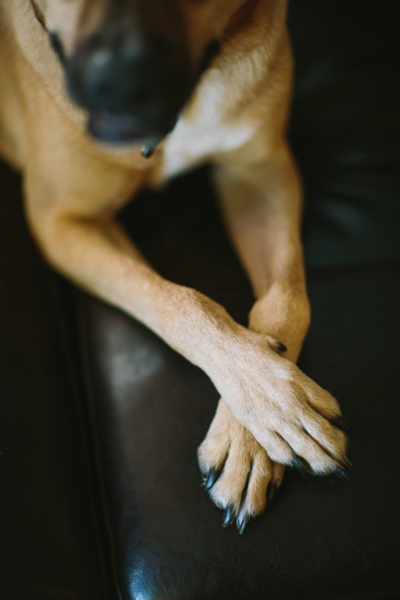 Puppy Love in Ocean Beach – Photo by Let's Frolic Together