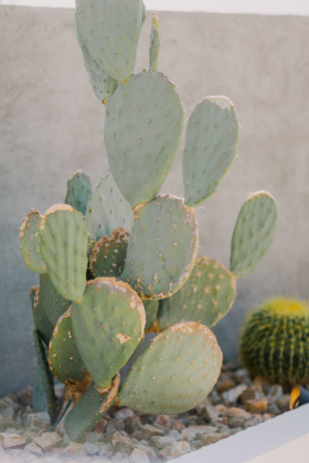 Lautner Compound Desert Bash – Photo by Let's Frolic Together