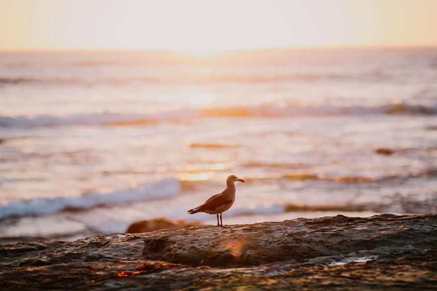 Seaside Dreams & Delight – Photo by Let's Frolic Together